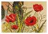 Roter Mohn (1987)