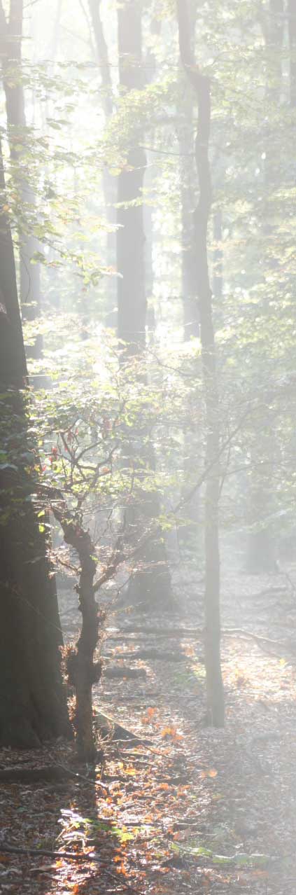 Bild "Meine GEDICHTE:Baum-Sonnenstrahl400x.jpg"