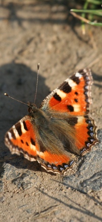 Bild "Meine GEDICHTE:Schmetterling200x.jpg"