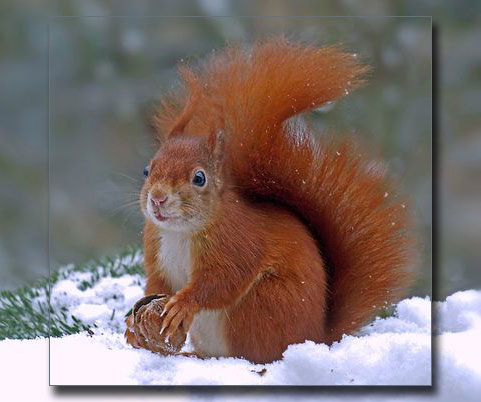 Bild "GEDICHTE - 2012:Eichhörnchen_480x.jpg"